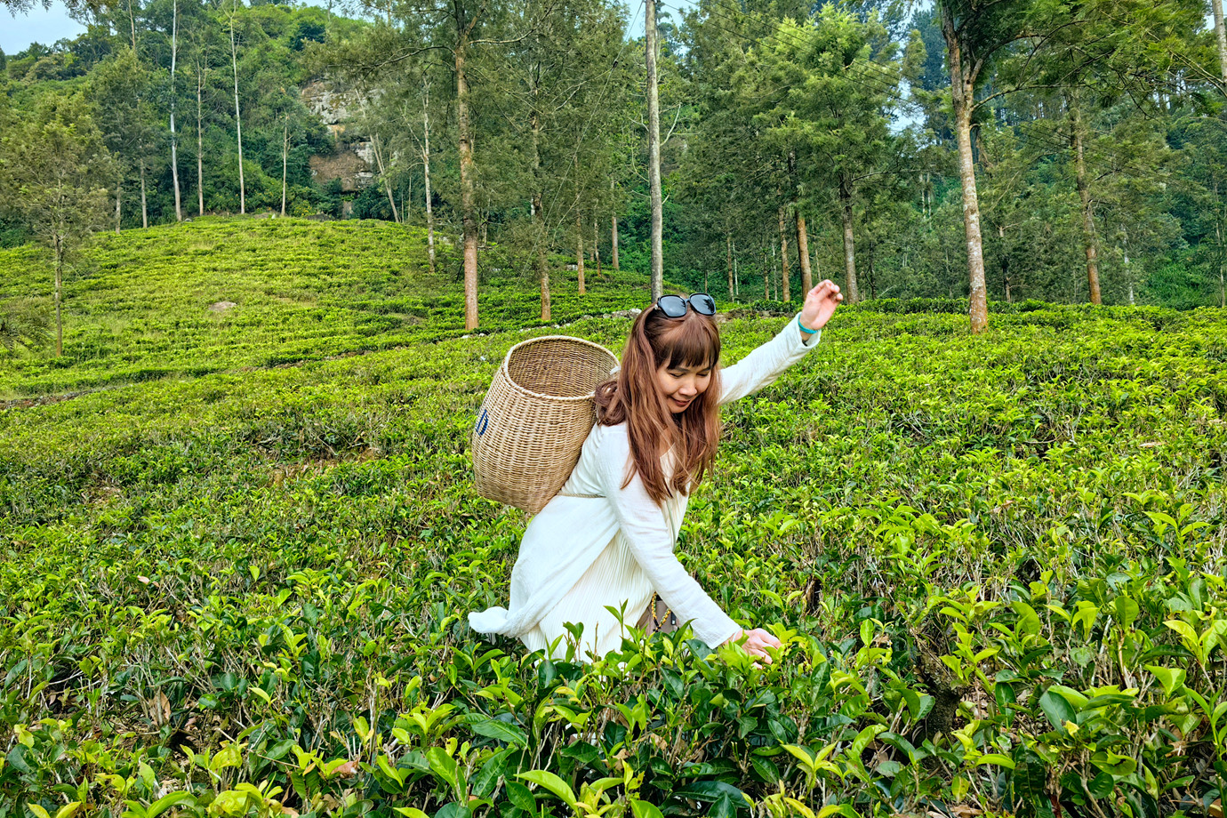 斯里蘭卡 - 努沃勒埃利耶 Nuwara Eliya 茶園